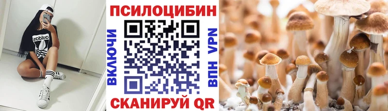 Псилоцибиновые грибы Psilocybe  что такое   Кировград 